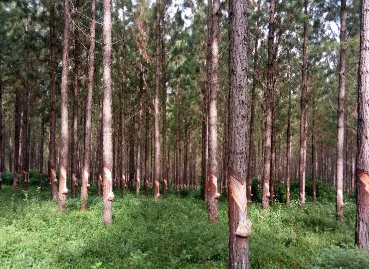 Fire Preparedness and Plantation Protection
