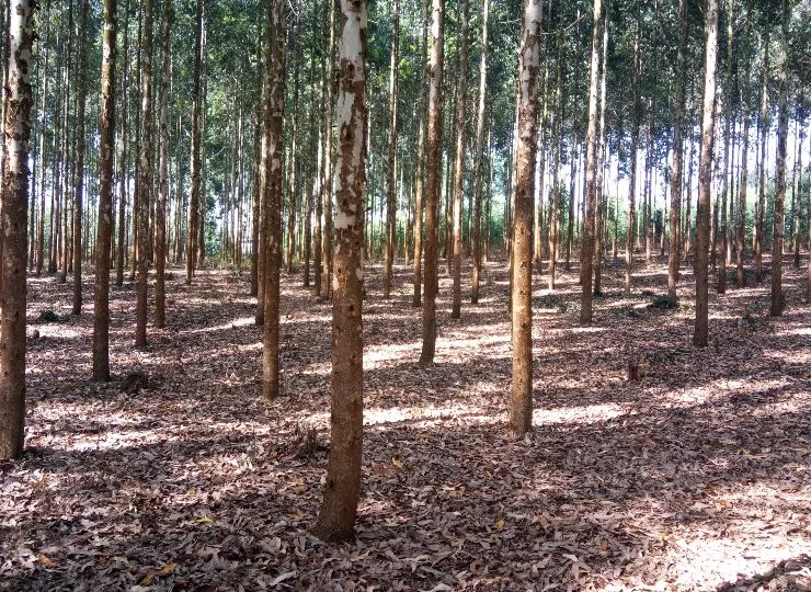 Forestry Enterprise Planning