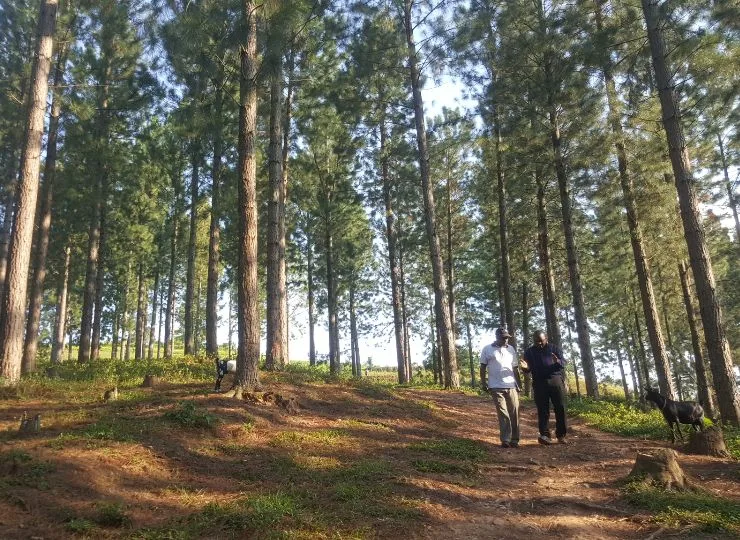 Plantation inspection and monitoring