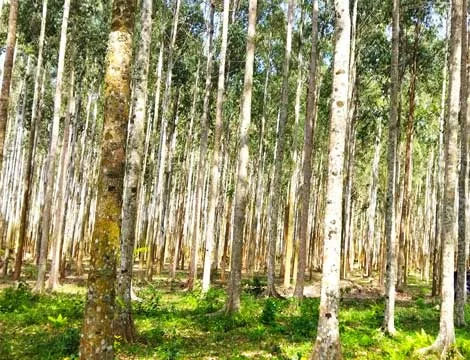Tree nursery demonstration